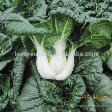 CC01 Alison early maturity short chinese cabbage seeds, quality vegetable seeds export